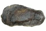 Polished Dinosaur Bone (Gembone) Slab - Utah #239922-2